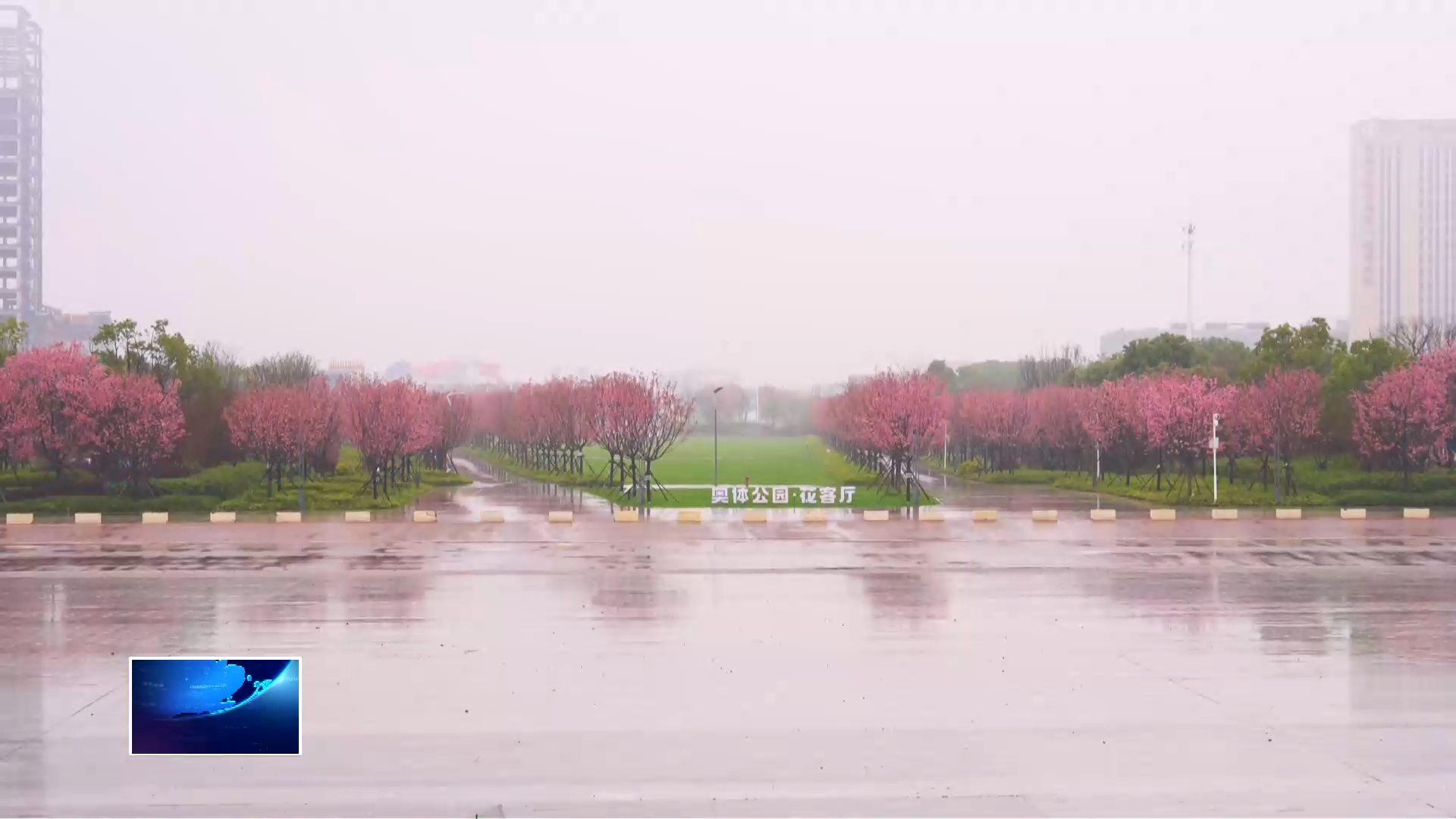 春天里的黄石 | “花客厅”樱花绽放 雨中赏景享春日美好