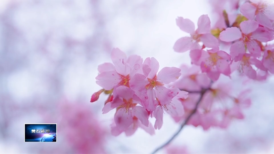 春天里的黄石 | 黄荆山美林山庄：早樱绽放迎春来