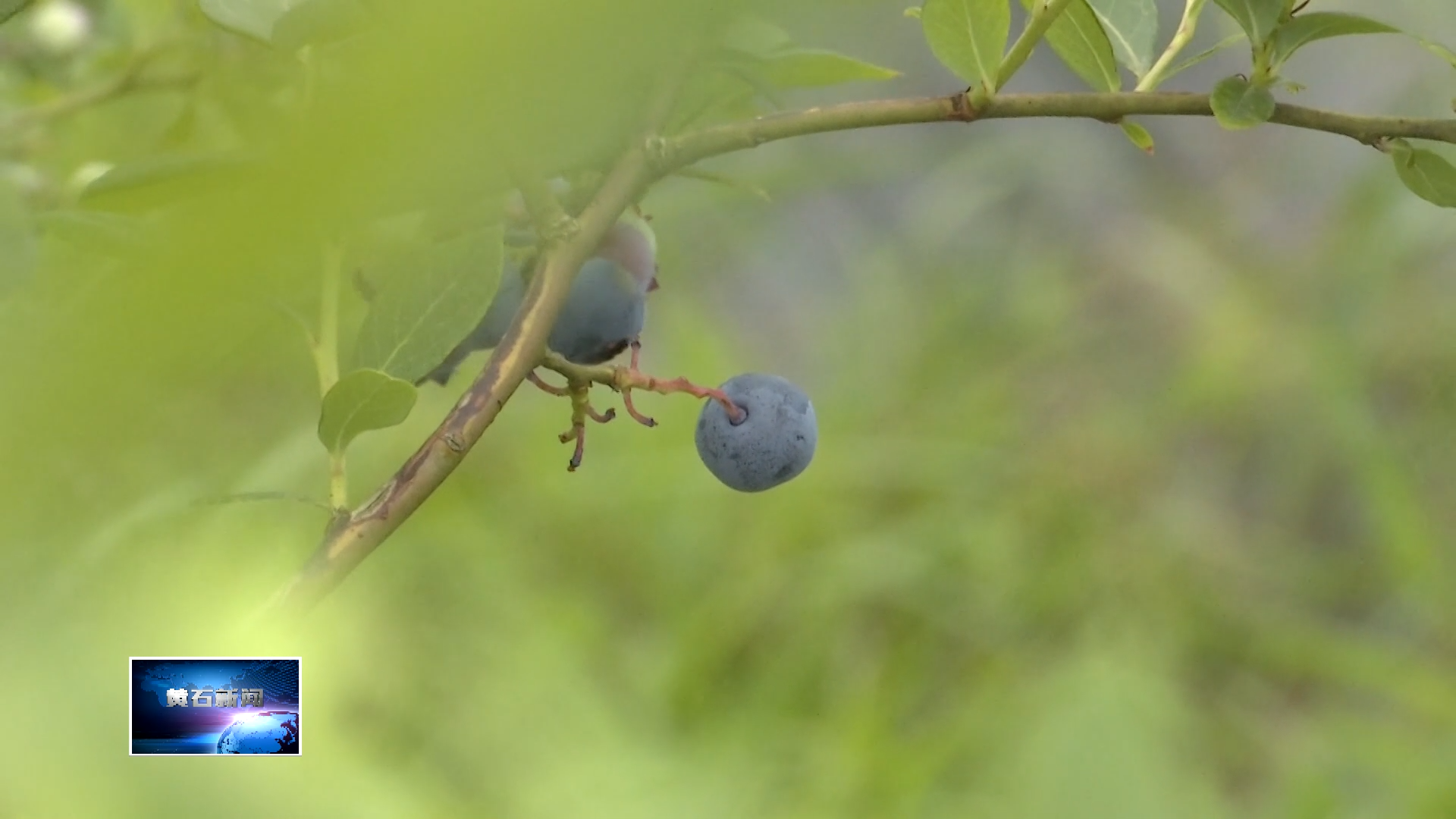 记者走基层 | 科技赋能 受污染耕地变身智慧果园