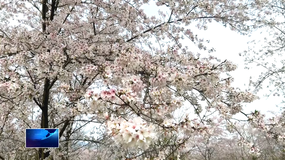 春天里的黄石 | 金牛镇小堰村：10万株樱花盛放 美景引客来