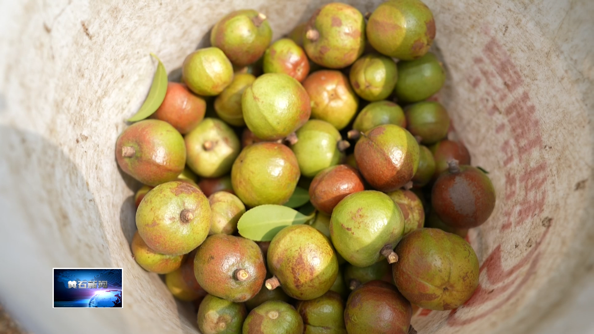 青山生“金”叶 推动油茶产业成为乡村振兴“绿色银行”