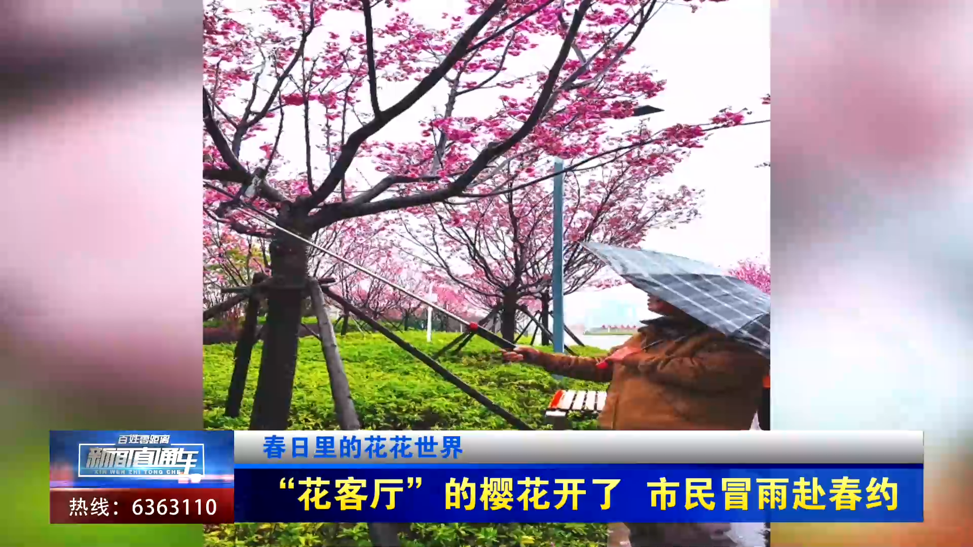 【新闻直通车】春日里的花花世界 | “花客厅”的樱花开了 市民冒雨赴春约