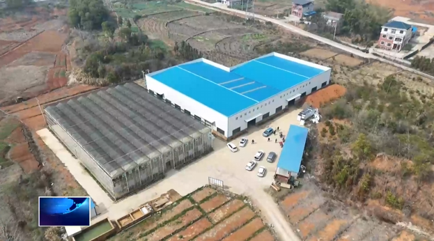 万象“耕”新不负春 | 湖北新育丰： 育秧有新招 增产有“底气”