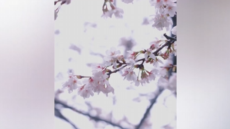 【新聞直通車】春日里的花花世界 | 來團城山公園 欣賞浪漫雨櫻