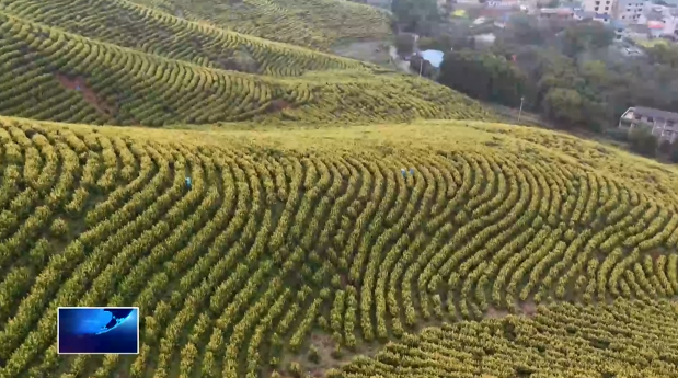 上春山采茶去 金海白茶本月25日正式开采
