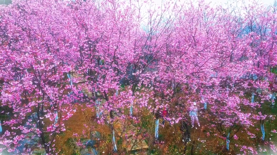 【新闻直通车】春日里的花花世界 | 黄荆山美林山庄早樱绽放 市民登山享花事