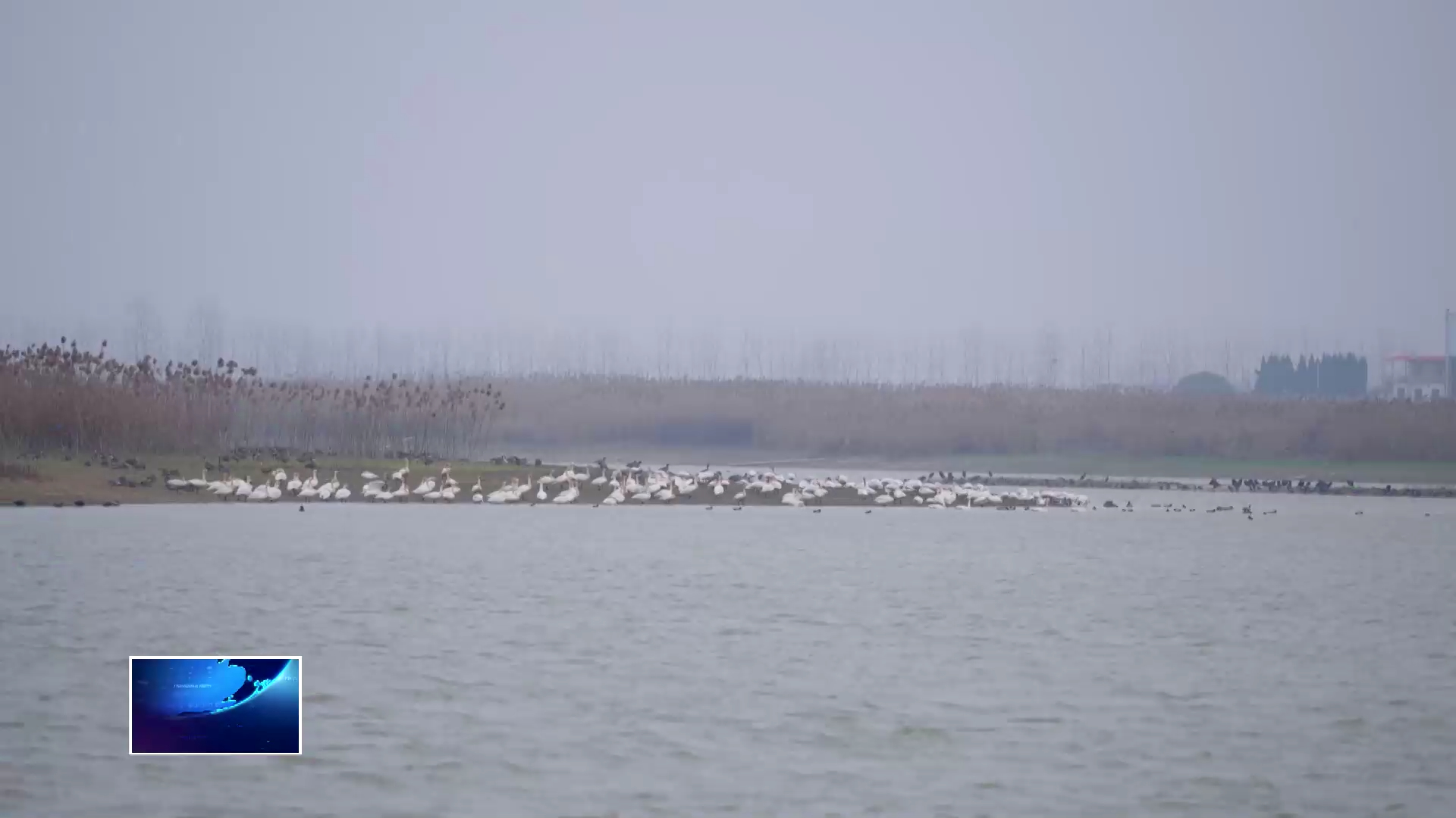 学雷锋·文明实践我行动 | 十年护绿守初心 “电网鸟爸” 绘生态新篇