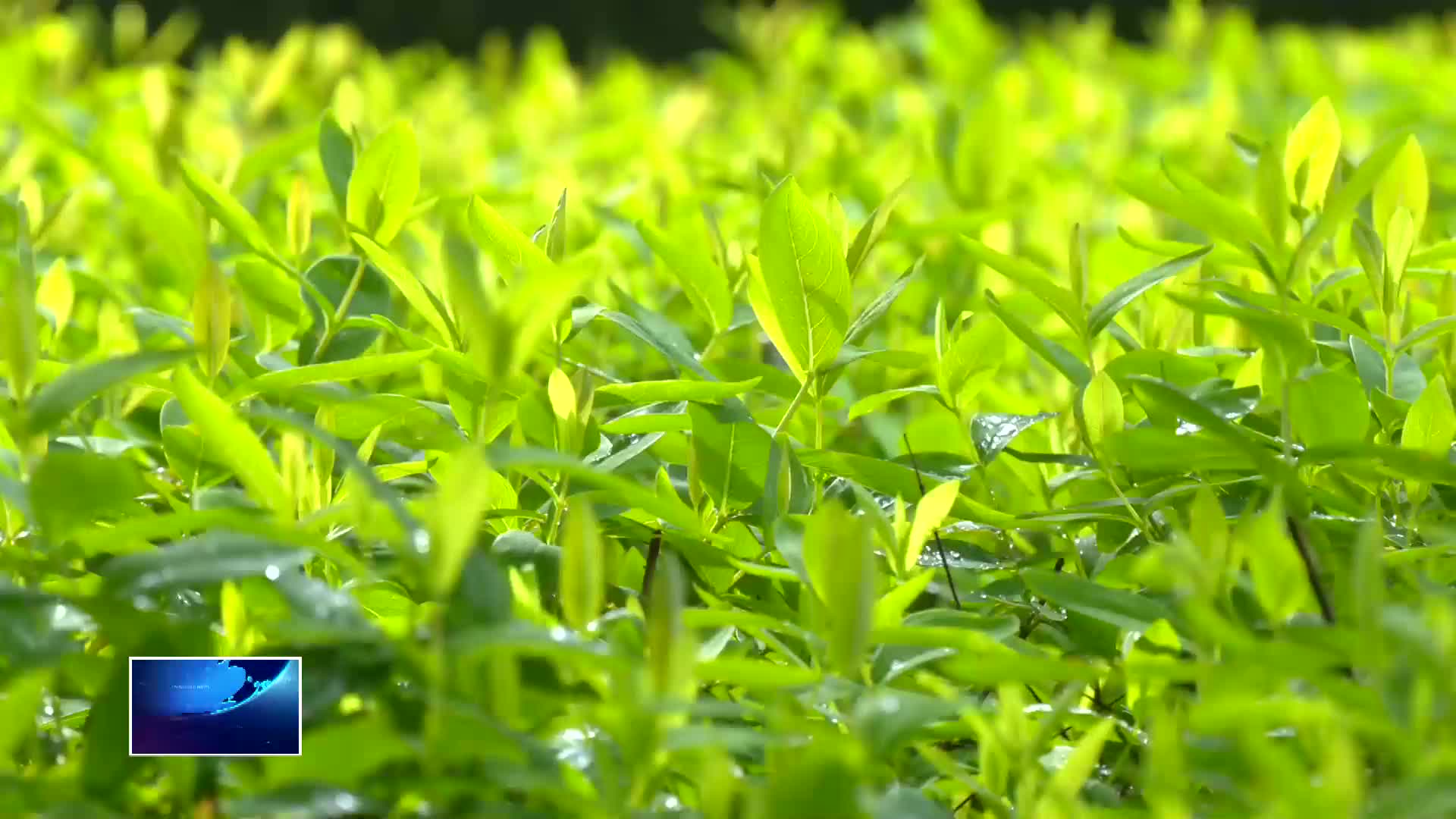 惊蛰到 天气晴暖回升