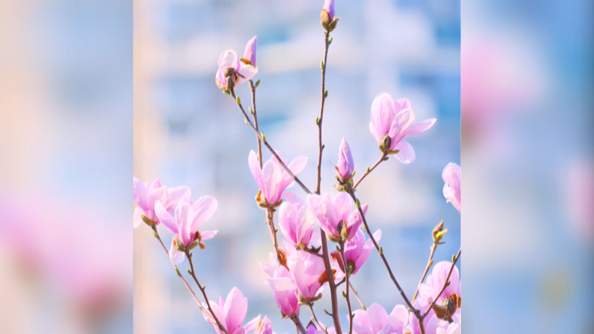 【新闻直通车】春日里的花花世界 | 春染广州路 抬眸邂逅玉兰花