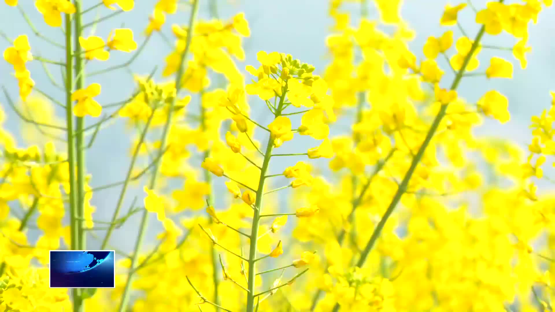 最是一年春好处 十里芳菲入梦来