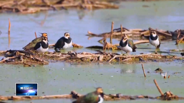 8.3万只冬候鸟陆续北迁 阳新网湖湿地全力护航