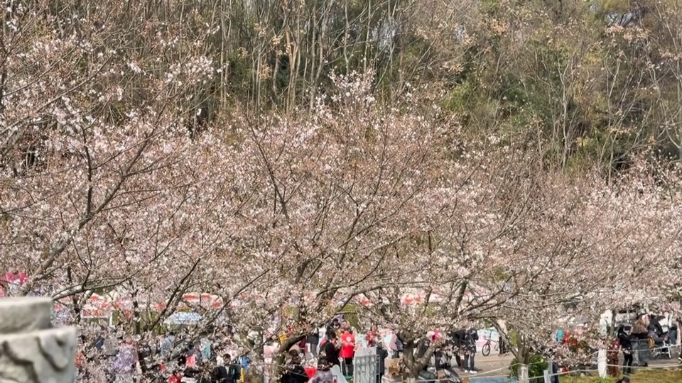 【新闻直通车】“樱”你绽放 | “樱”你而来！拍樱花 赢大奖