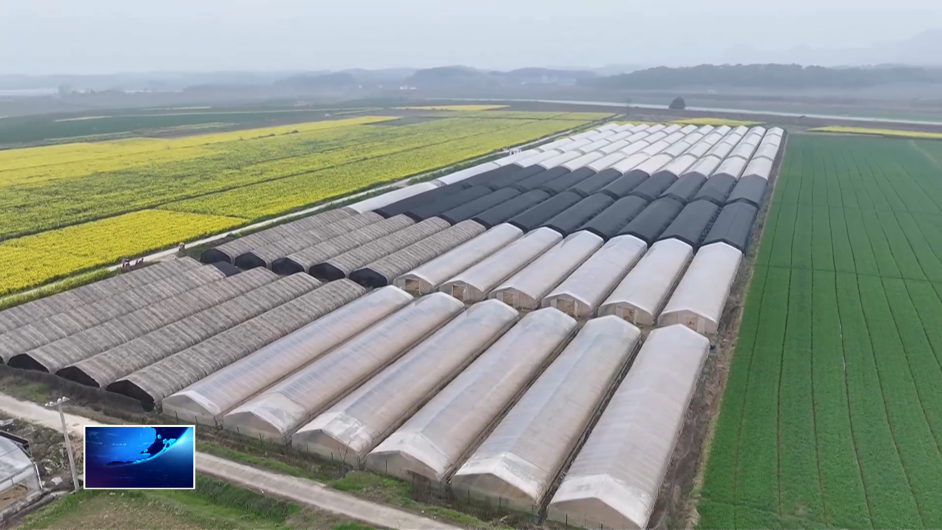 萬象“耕”新不負(fù)春 | 讓閑置土地“忙”起來 “一棚三收”富民增收