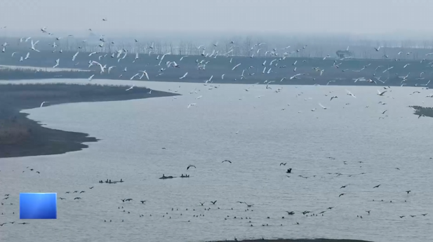 【新聞直通車】數(shù)萬(wàn)候鳥北遷 陽(yáng)新網(wǎng)湖暖心護(hù)航
