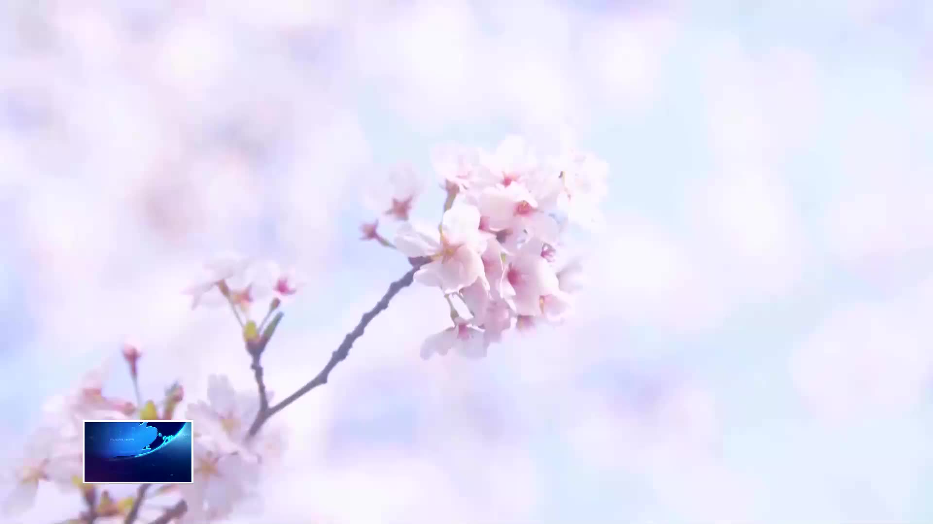 人车分流 快进快出 樱花谷停车场高效应对客流高峰