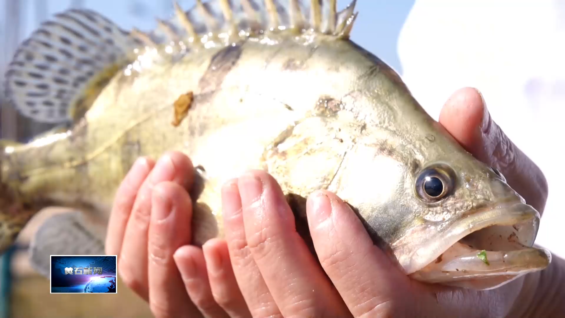 奋进“十五五” 实干开新局 | 从“一首诗”到“一条链” 西塞桃花鳜鱼“游”出产业新价值