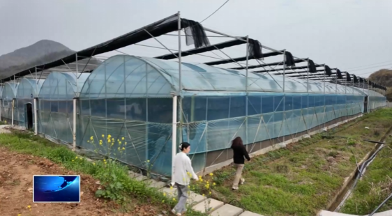 宣傳闡釋習(xí)近平新時(shí)代中國(guó)特色社會(huì)主義思想 | 金山店鎮(zhèn)火石村：土地不閑 四季生金 “輪作模式”讓村民全年有活干有錢(qián)賺