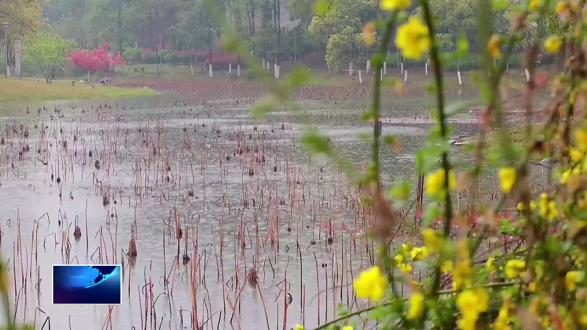 春雨漸歇 晴暖可期 黃石踏春賞花正當(dāng)時(shí)