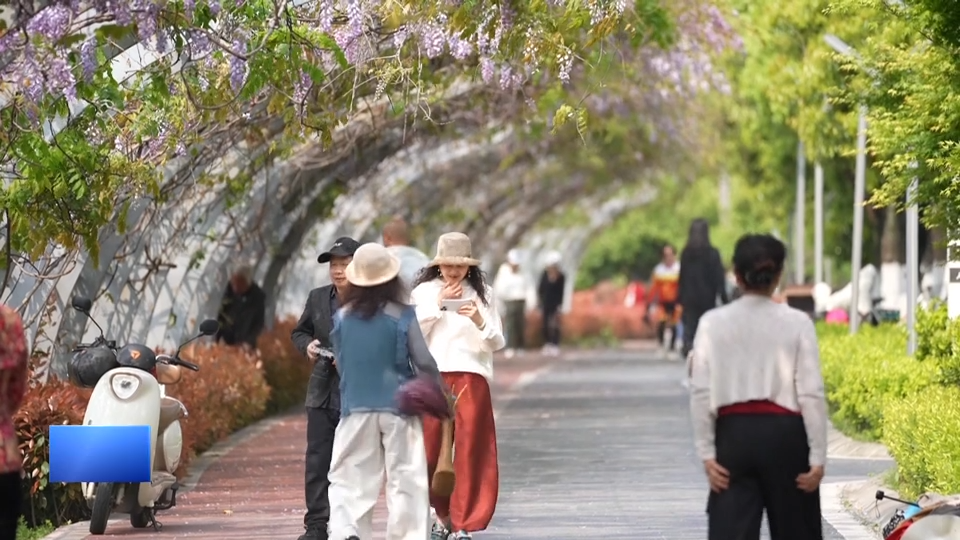 【新聞直通車】春日里的花花世界 | 磁湖濕地公園：一簾紫藤入畫來