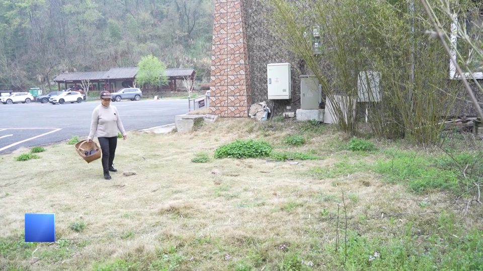【新闻直通车】山野寻味“小蒜粑” 采大养小待来春
