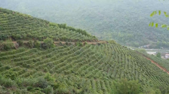 【新闻直通车】父子山茶场：六年生态路 一杯放心茶