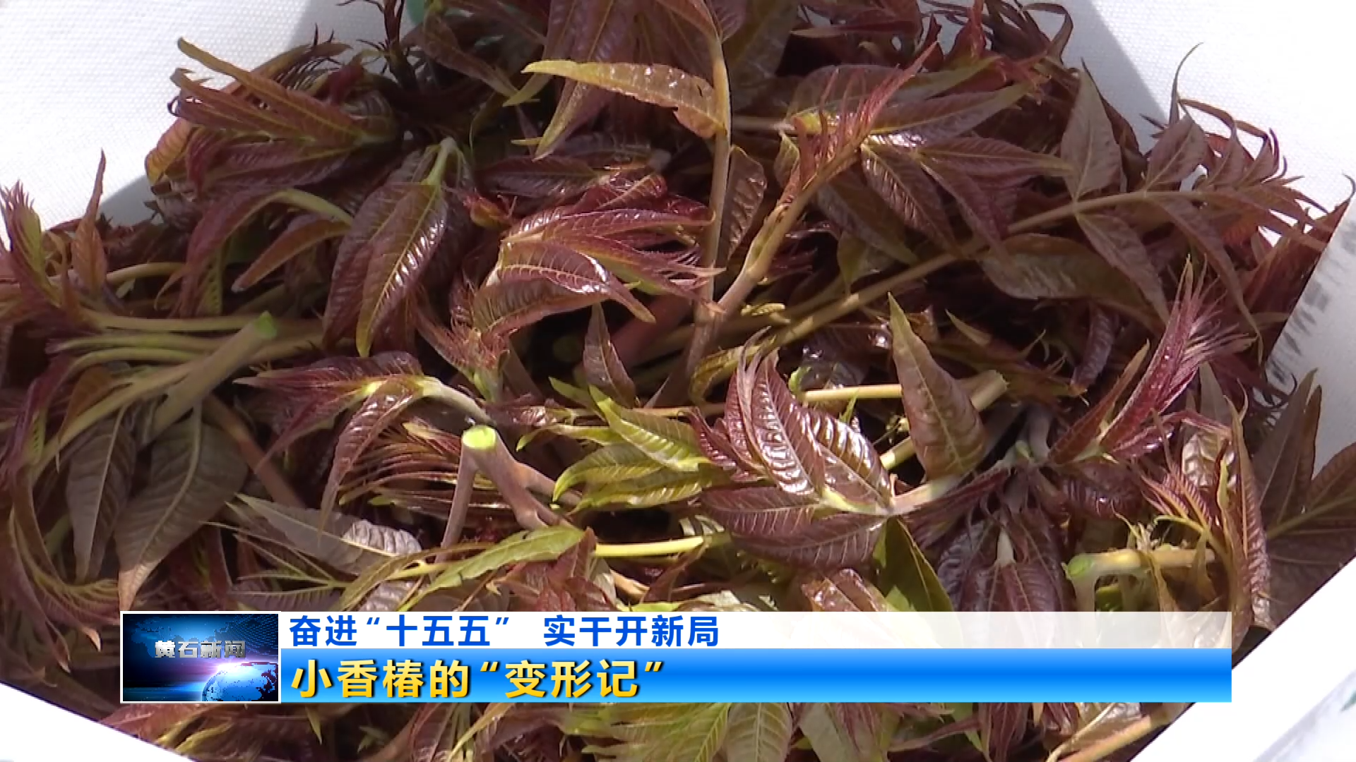 奋进“十五五” 实干开新局 | 小香椿的“变形记”