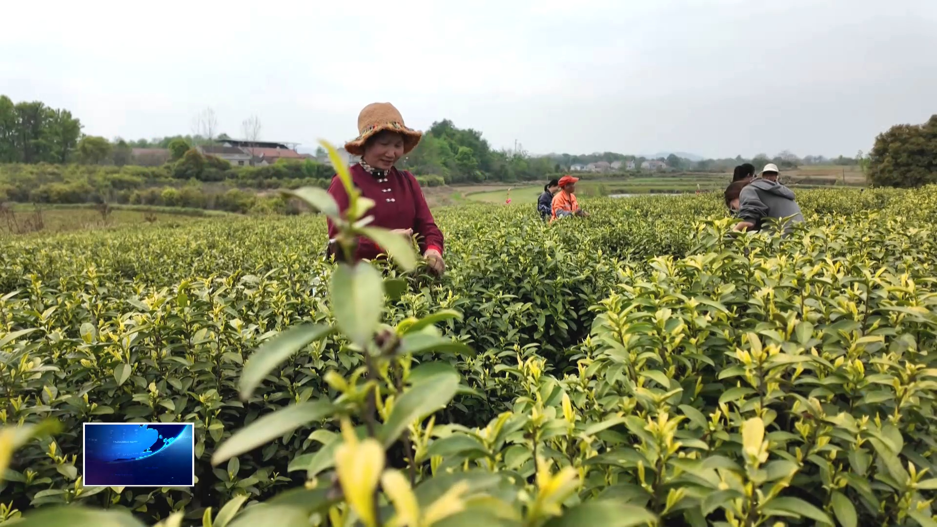 在希望的田野上 | 陈贵镇堰畈桥村：荒山变茶场 联农带农忙