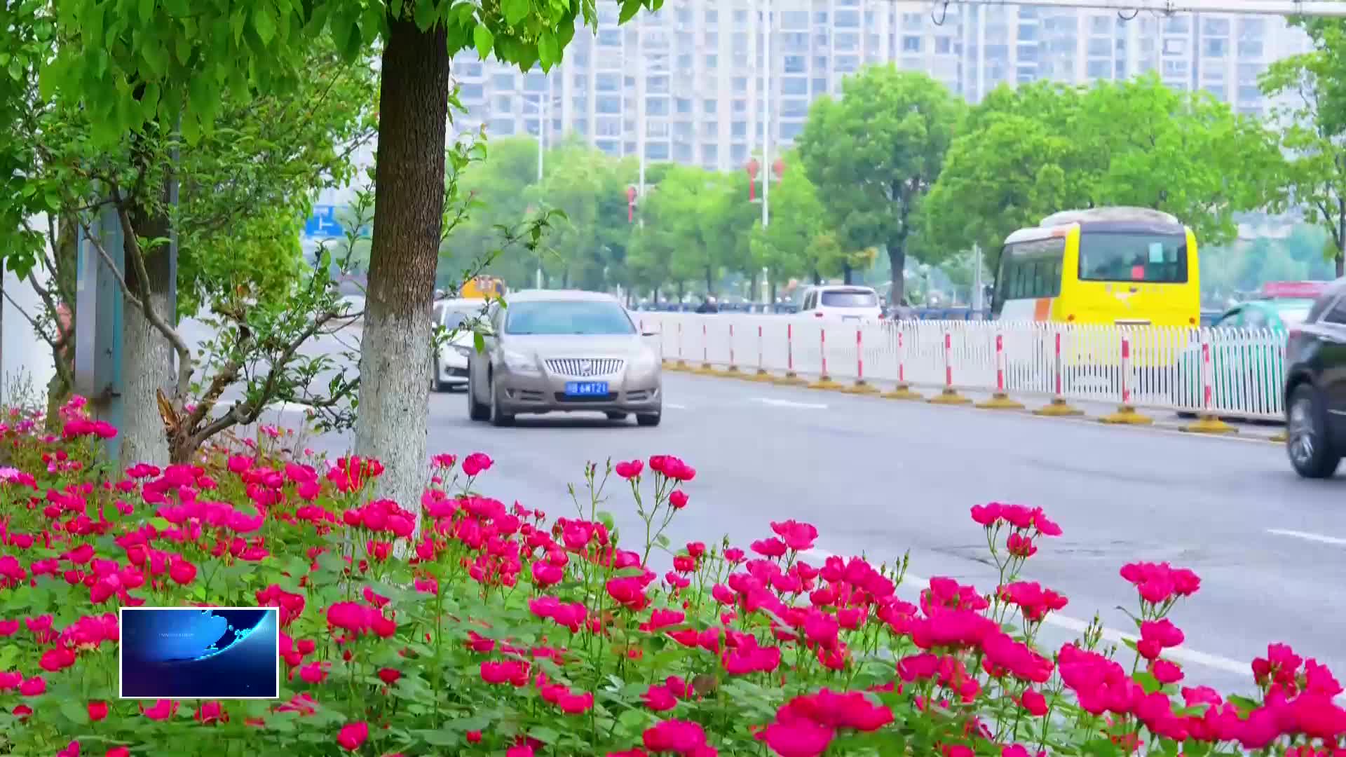 直通县市区·第一时间 | 黄石港区：十万月季盛放 市民踏青共赏“油画秘境”