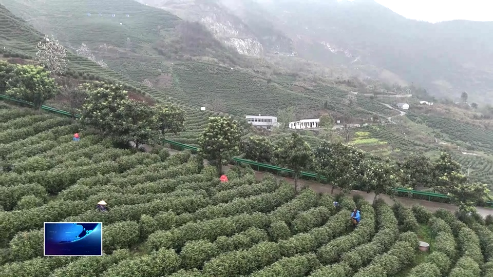 奋进“十五五” 实干开新局 | “数商兴农”激活乡村新动能