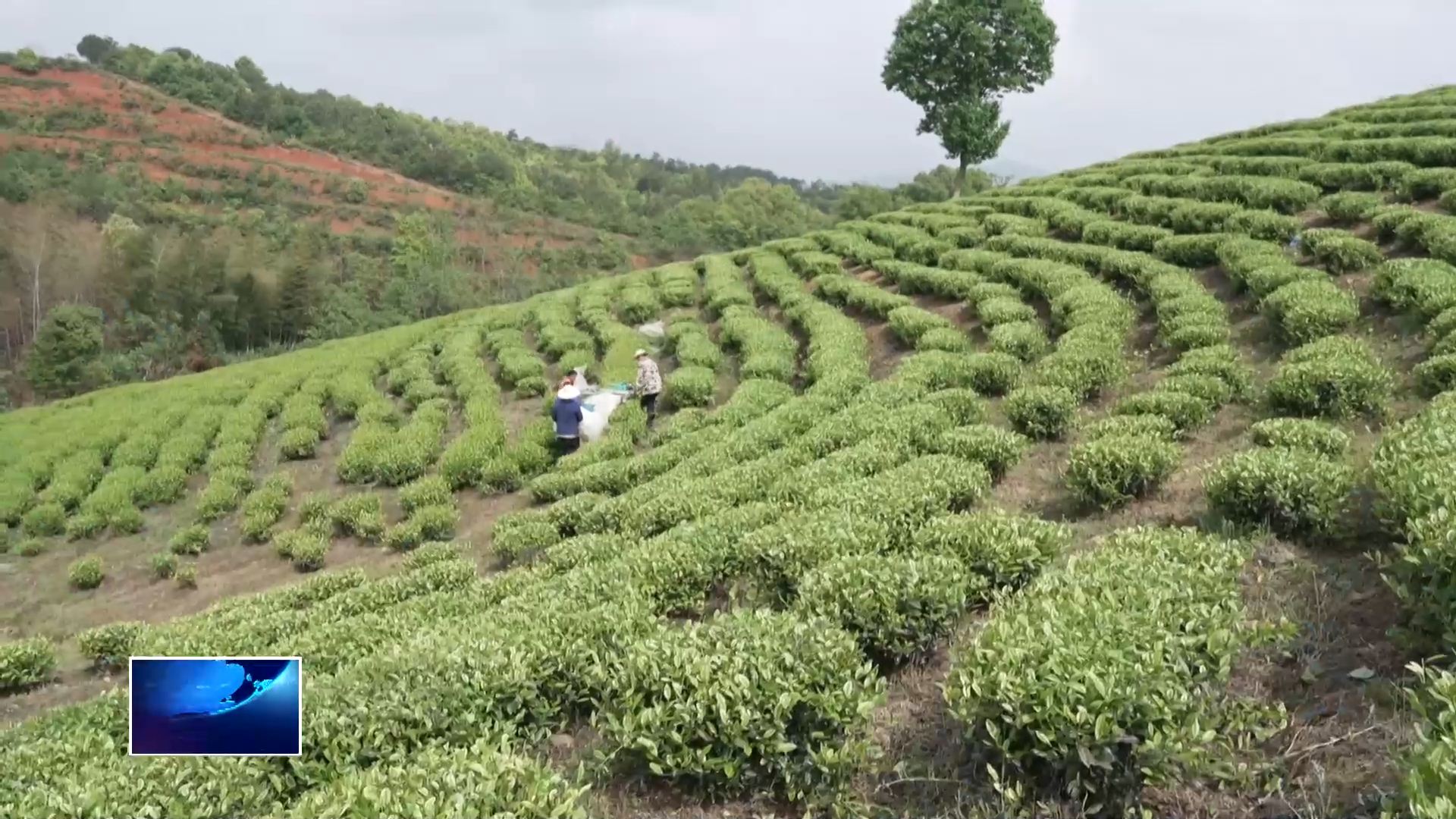 春山观茶·黄石“茗”片（二） | 强链条 多元开发增效益