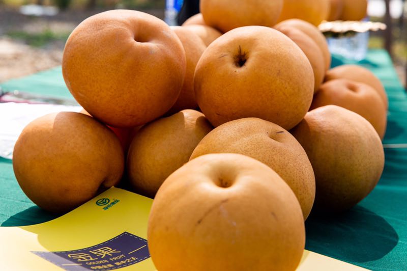 金果是我国林果专家从欧,亚,非三洲交界处土耳其发现的一个短枝型品种