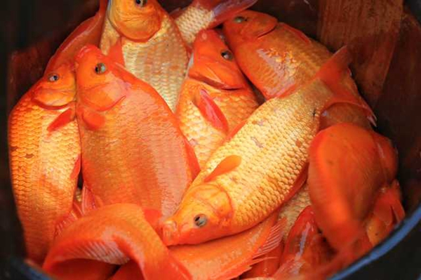 锦鲤福字来了江西婺源用6666尾荷包红鲤鱼拼成99米巨大福字