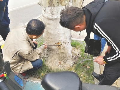 春暖花開園林蟲蟲特攻隊逐個捉拿天牛幼蟲