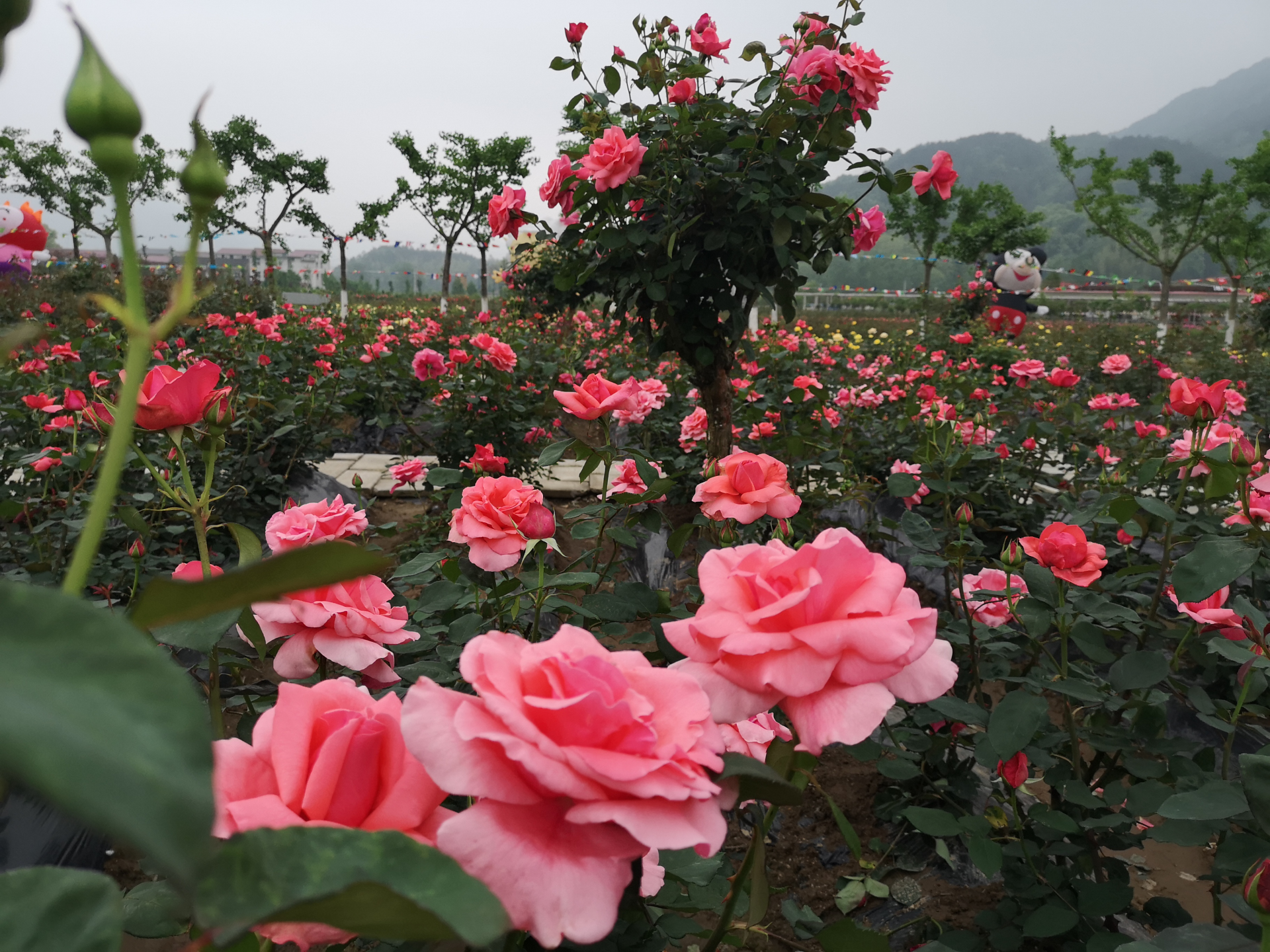 黄梅玫瑰园图片