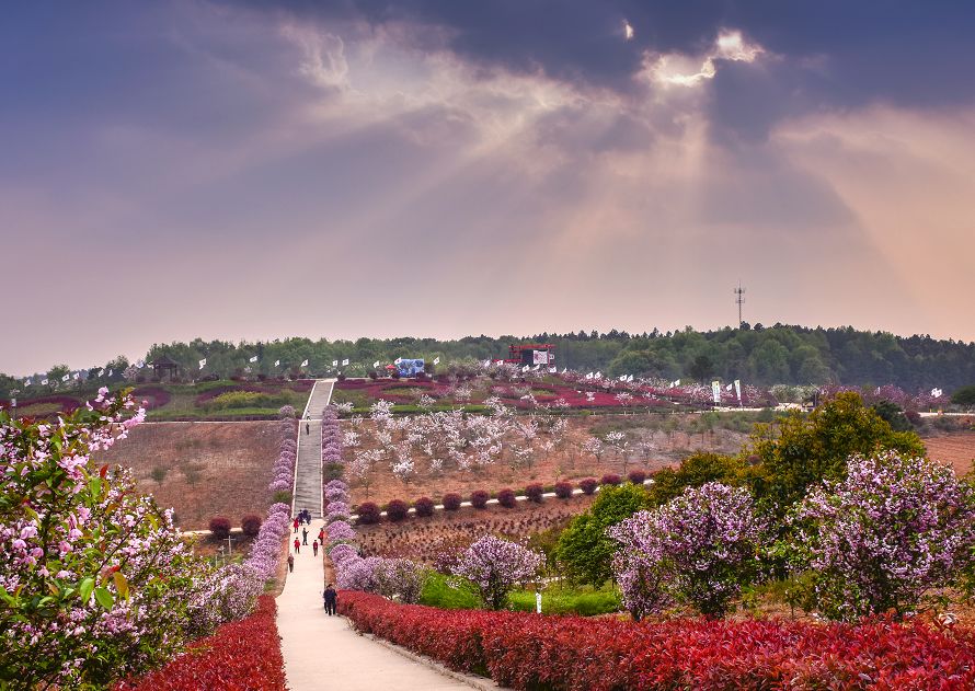 蕲艾艾灸百草园位于湖北省蕲春县漕河镇的长岭岗村,刘榜村,李嘴村交界