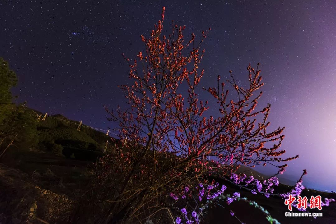 桃花的样子 星空图片