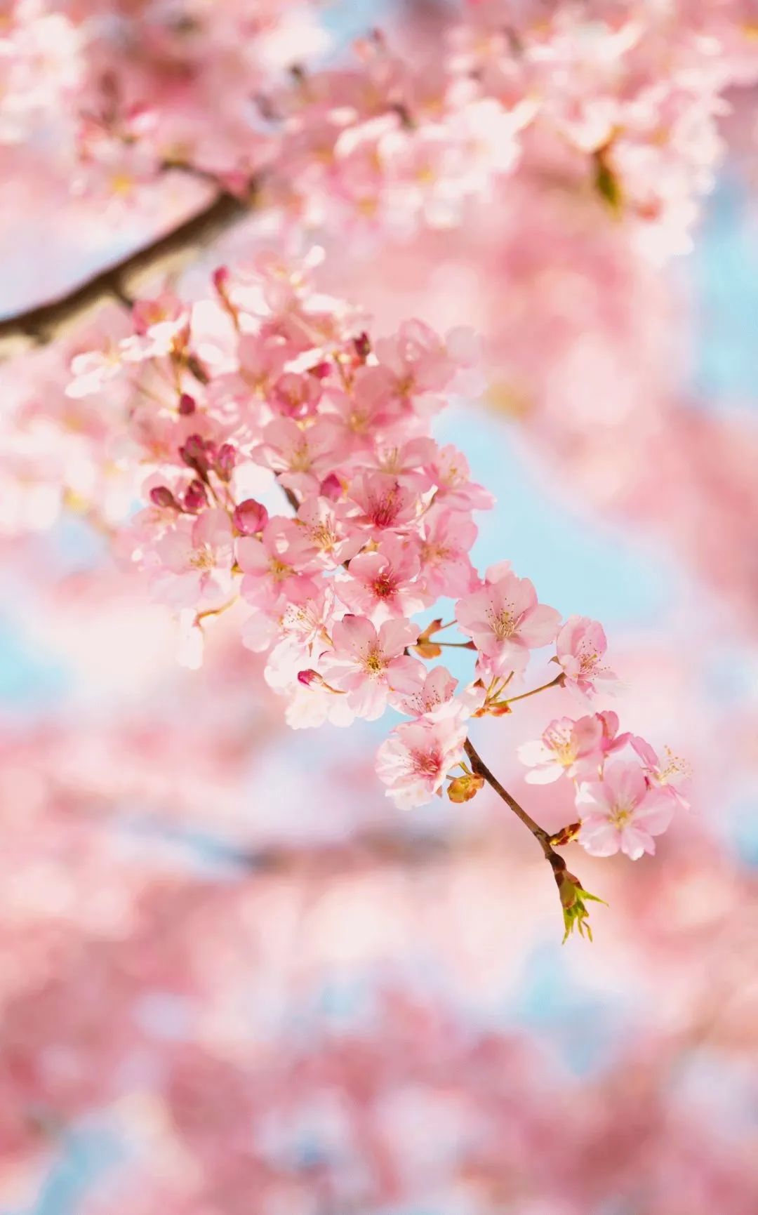 英山四季花海景区恢复营业公告