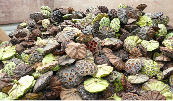 穿行在茂密的荷叶间,手脚麻利,动作娴熟,不一会儿便收获满满一筐莲蓬