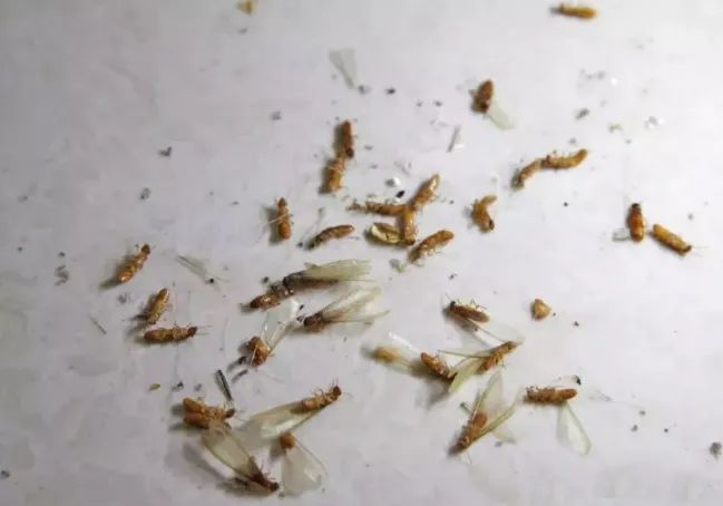 图片来自网络白蚁俗称"白蚂蚁,飞蚂蚁,涨水蛾,大水蛾"等,属最古老的