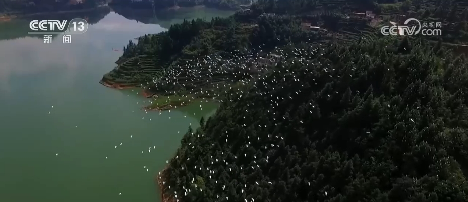 小型化,轻量化 环志候鸟首次佩戴北斗卫星定位装置_云上黄冈