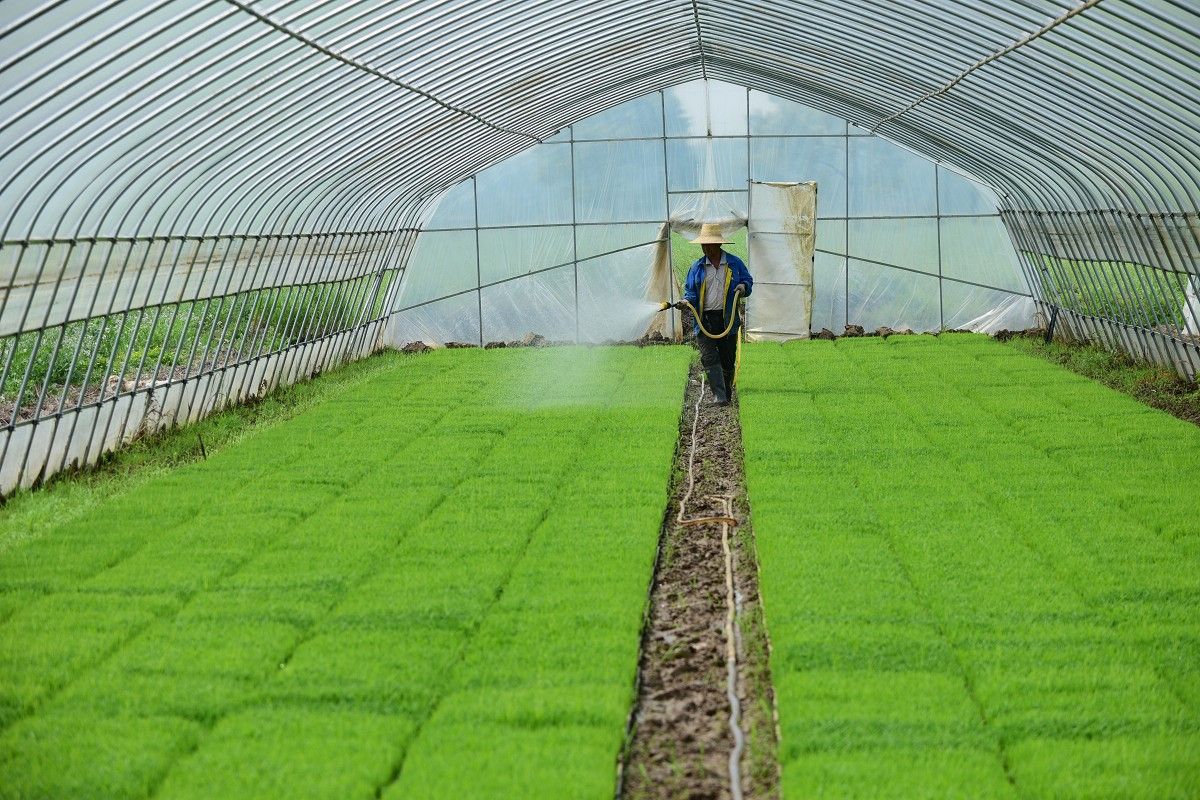 在赤壁市赤壁镇的育秧基地,工人正在为水稻苗床浇水控温,确保在谷雨前