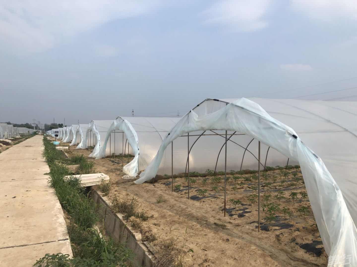 三,防雨水進棚日光溫室的前臉處是雨水進棚的主要通道,因此前臉處要