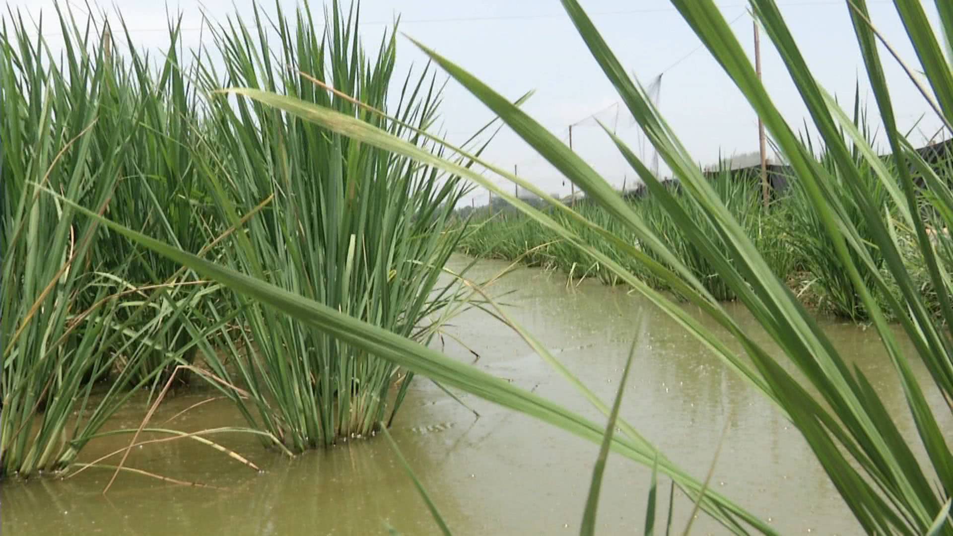 高如姚明的巨型水稻见过没武穴农民种出水稻森林一株能长到2米高