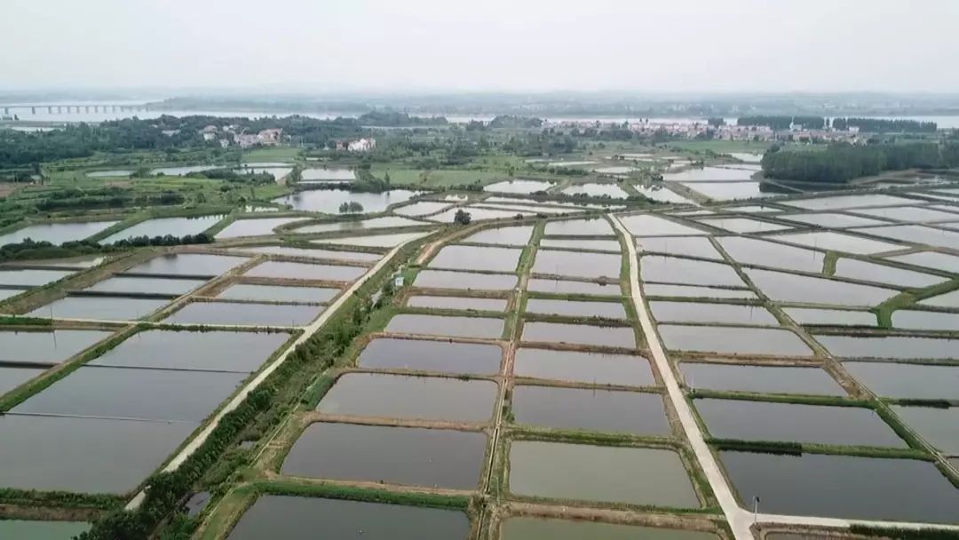 鱼苗孵化第一村6月迎销售旺季为什么水库停水会导致无法发货