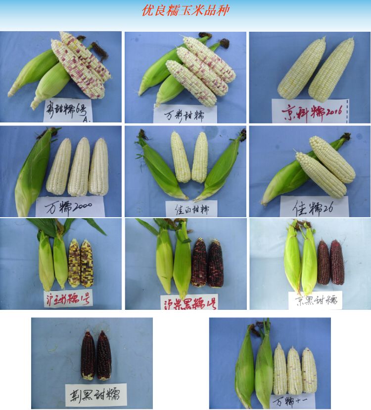 以下为湖北省现代农业推广中心推荐的优质玉米品种除了选择特色品种
