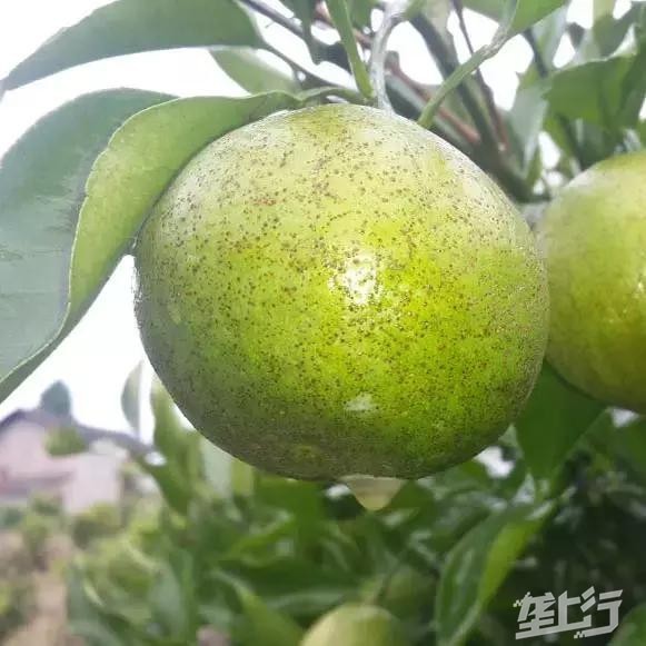 柑橘黑星病危害症状③发生严重时可喷洒松脂合剂或机油乳液等,或50%