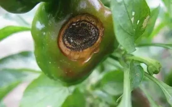 5:300倍的波尔多液,25%瑞毒霉可湿性粉剂800-1000倍液喷雾.