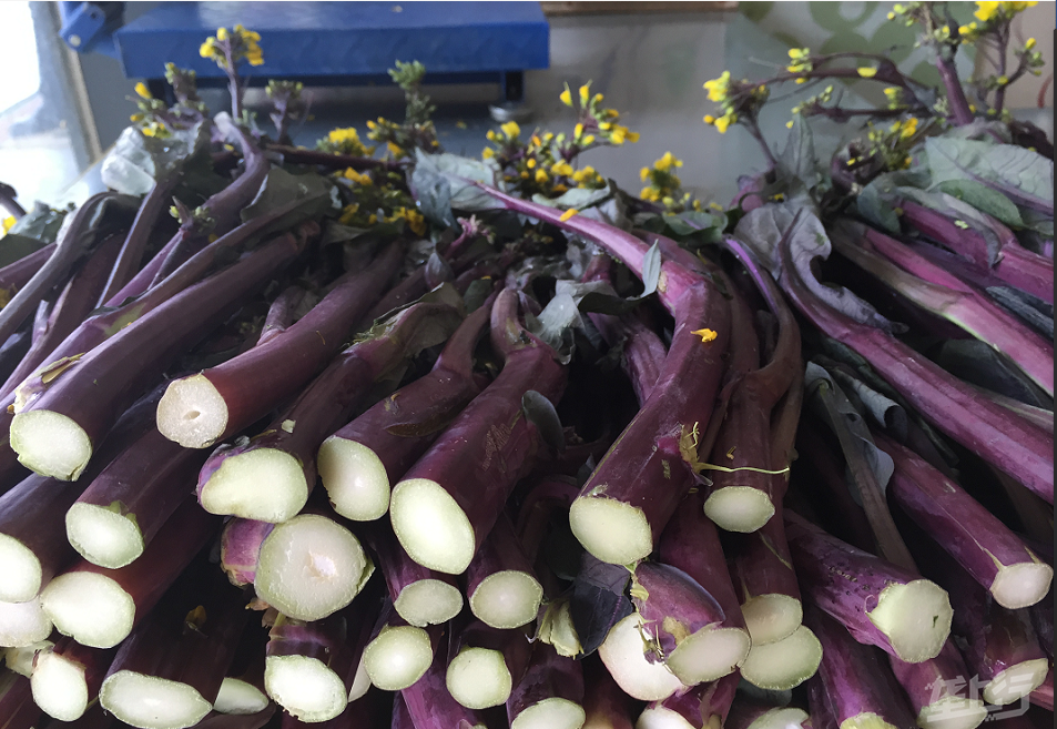 武汉市正丰洪山菜薹专业合作社洪山菜薹武汉名片