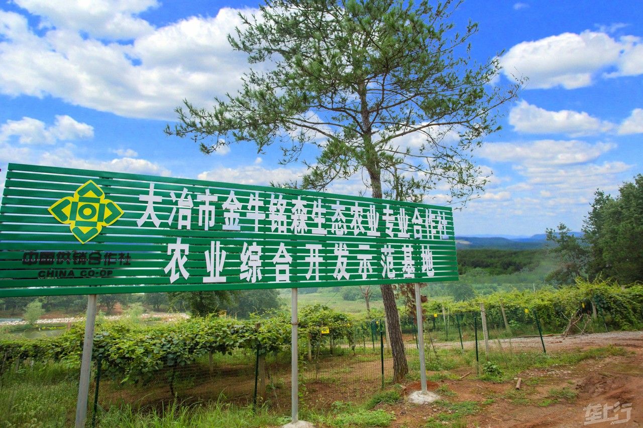 大冶市金牛铭森生态农业专业合作社争做一流员工共创一流产品同创一流