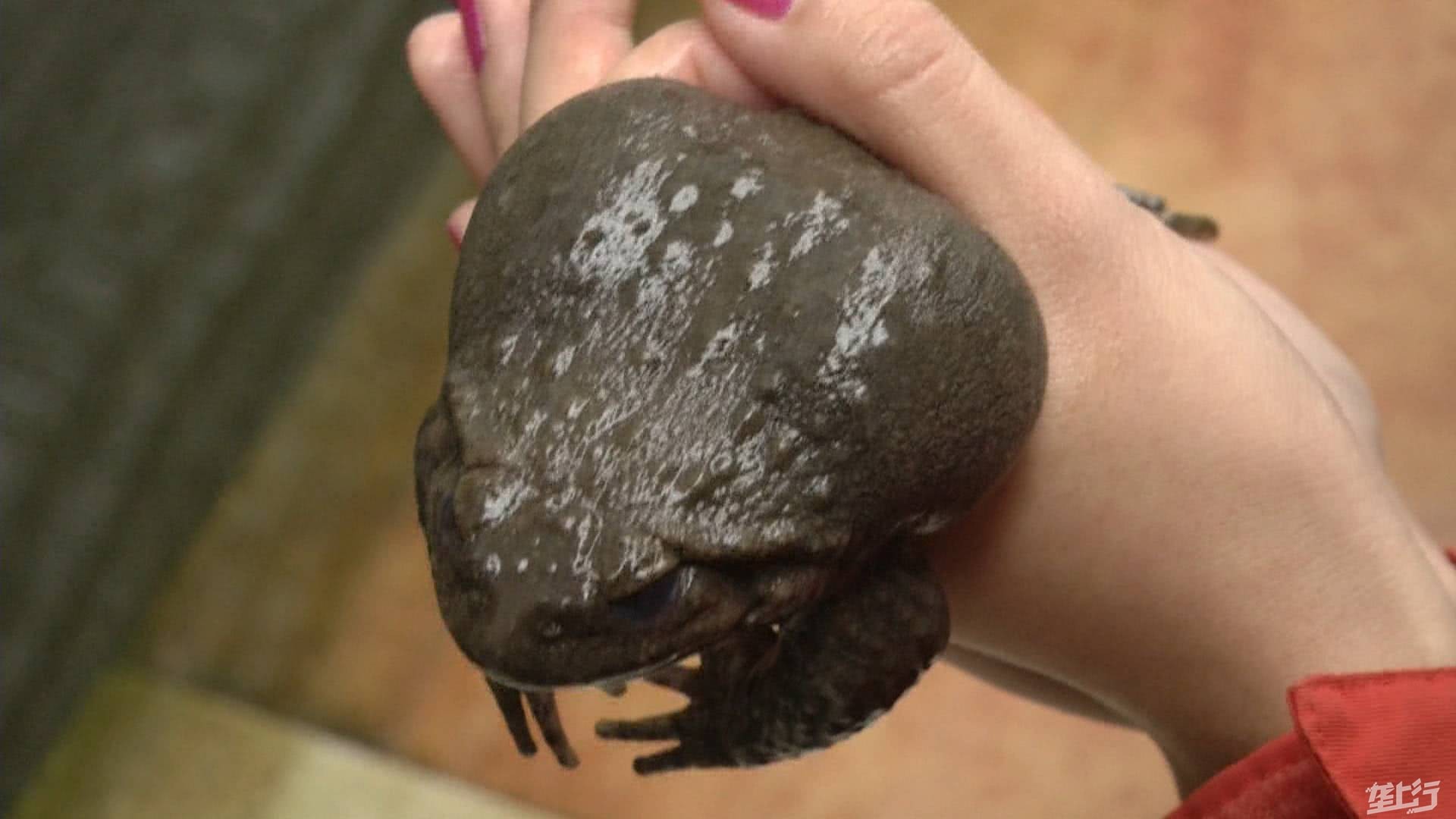 小伙回农村养石蛙年出售2000斤商品蛙1年纯赚20多万